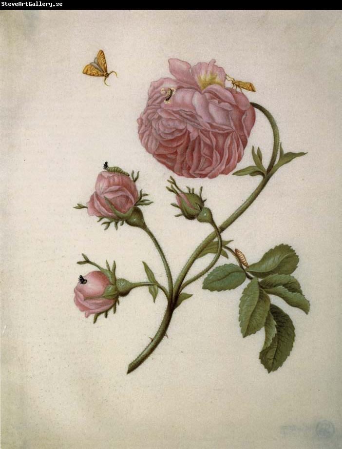 Maria Sibylla Merian Bush Rose with Leafminer Moth,Larva,and Pupa